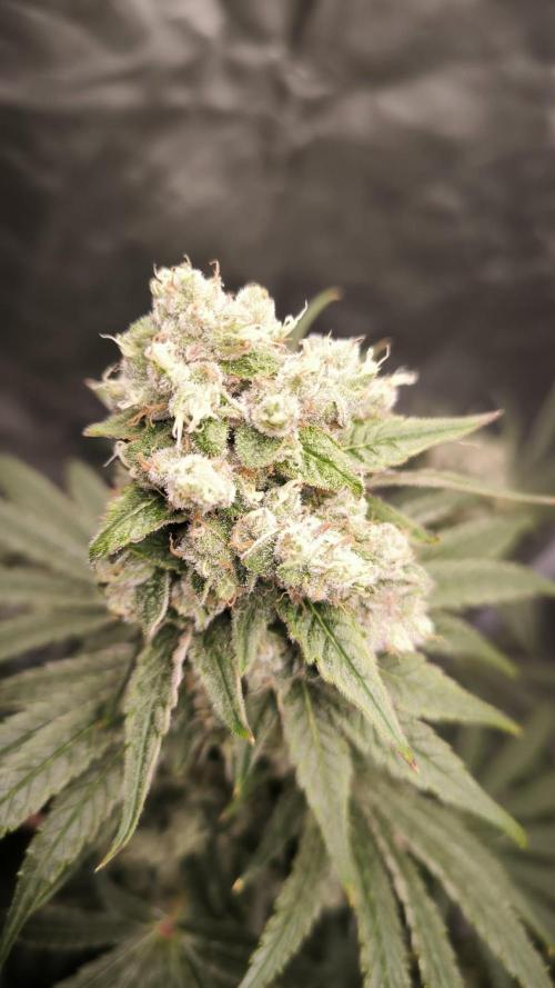 Havlik Growfamily. Week 8