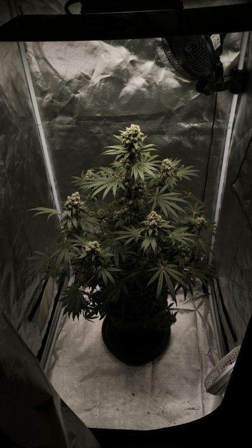 Havlik Growfamily. Week 8