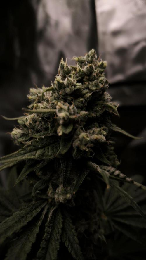 Havlik Growfamily. Week 8