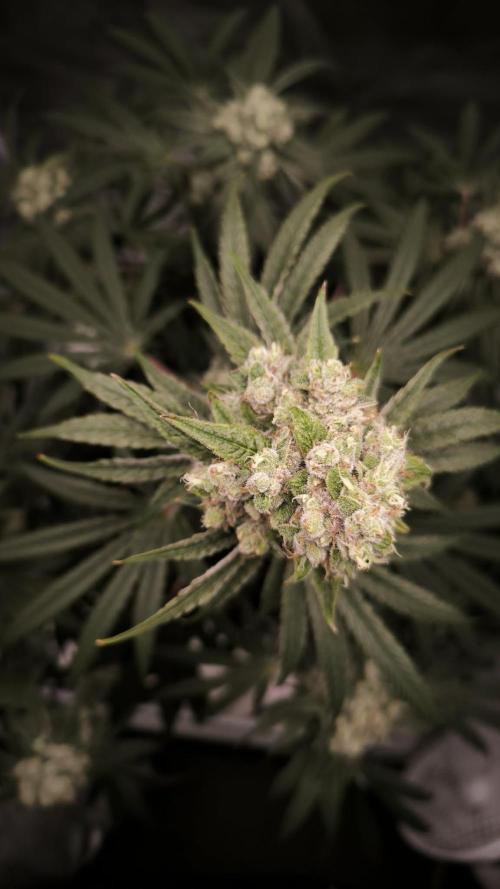 Havlik Growfamily. Week 8