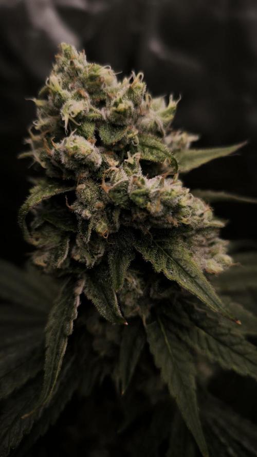 Havlik Growfamily. Week 8