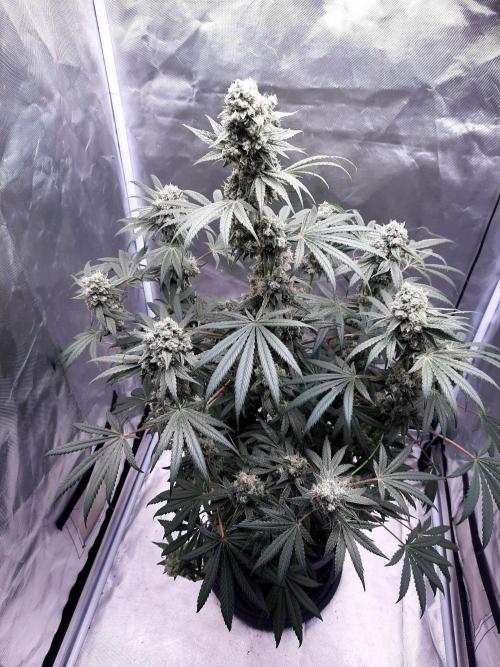 Havlik Growfamily. Week 8