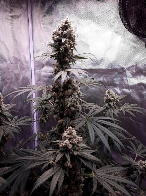 Havlik Growfamily. Week 8