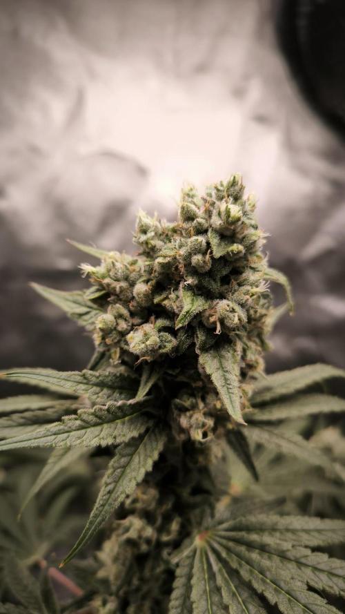 Havlik Growfamily. Week 8