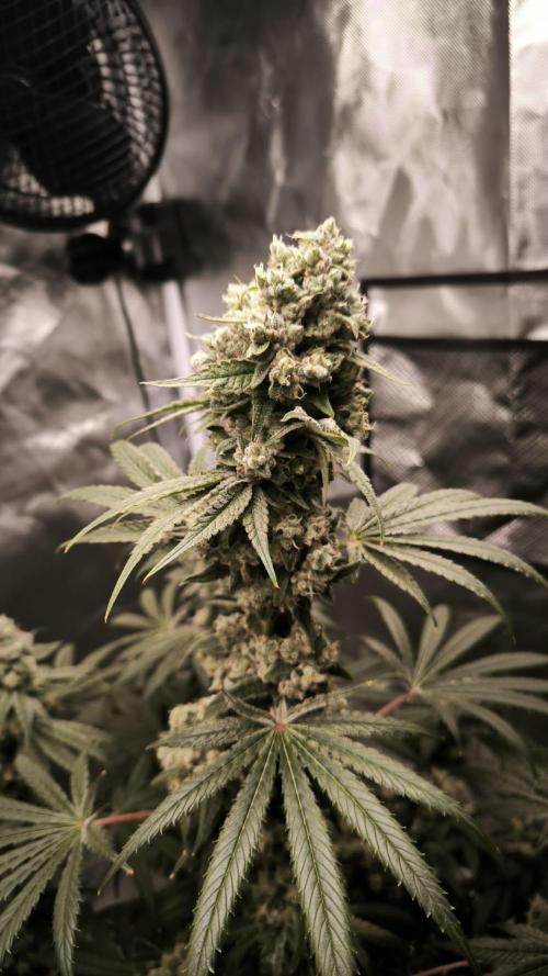 Havlik Growfamily. Week 8