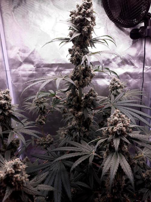 Havlik Growfamily. Week 8