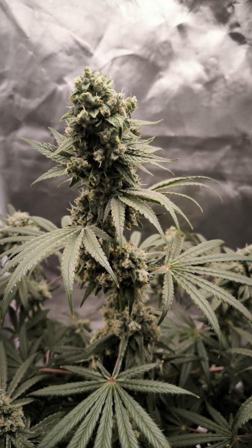 Havlik Growfamily. Week 8