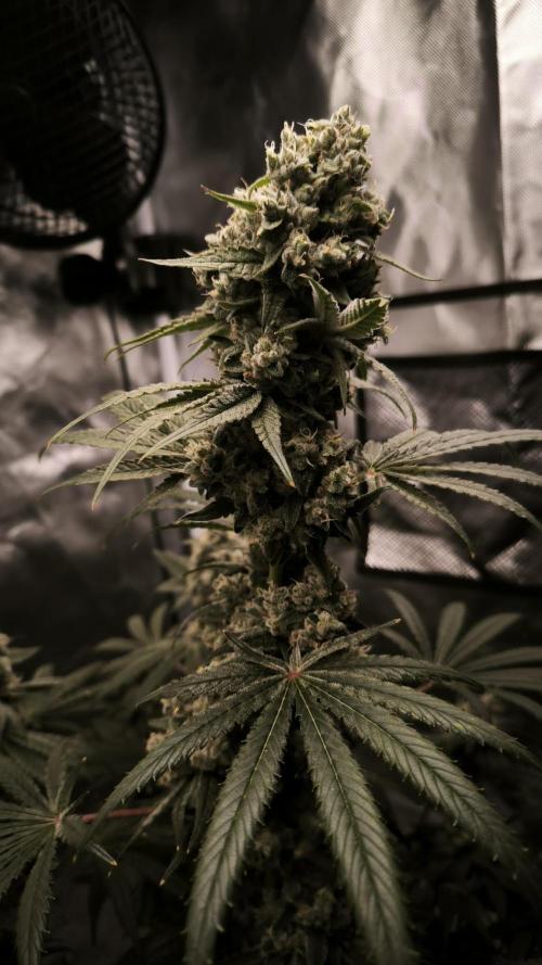 Havlik Growfamily. Week 8