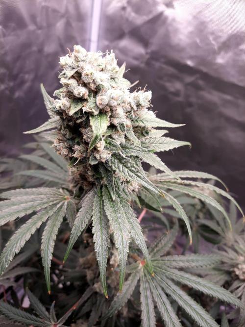 Havlik Growfamily. Week 8