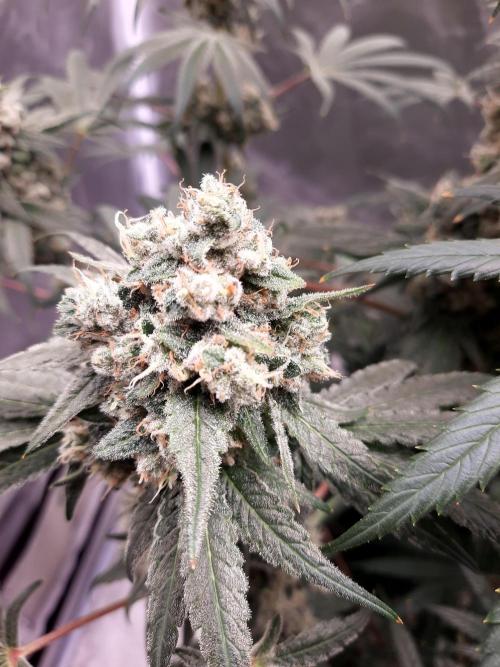 Havlik Growfamily. Week 8