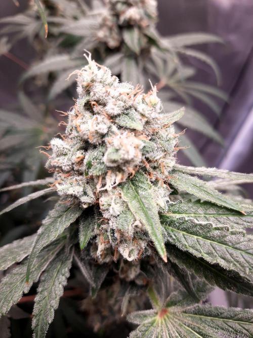 Havlik Growfamily. Week 8