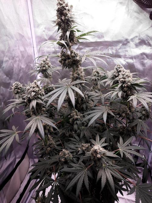 Havlik Growfamily. Week 8
