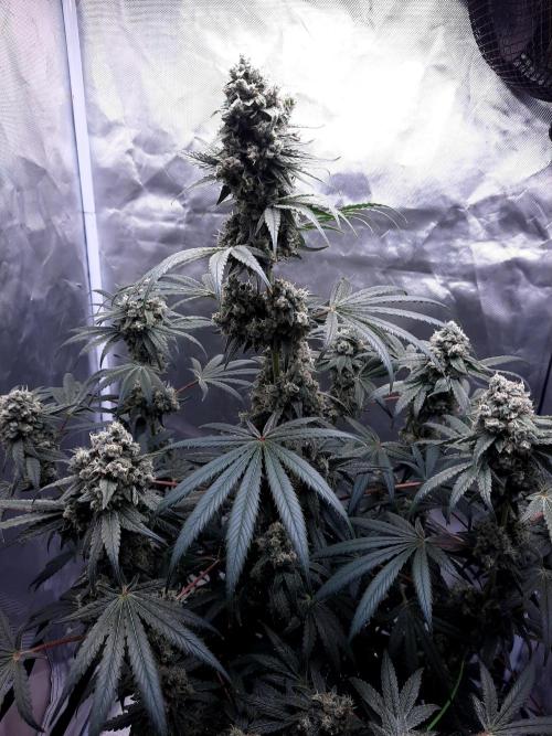 Havlik Growfamily. Week 8