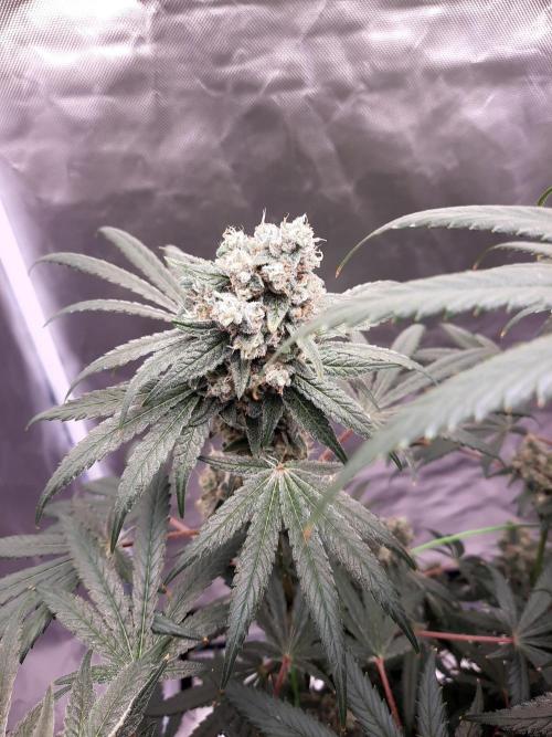 Havlik Growfamily. Week 8