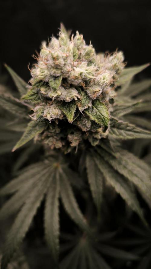 Havlik Growfamily. Week 8