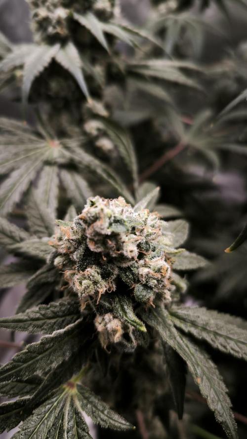 Kingston Punch. Week 8