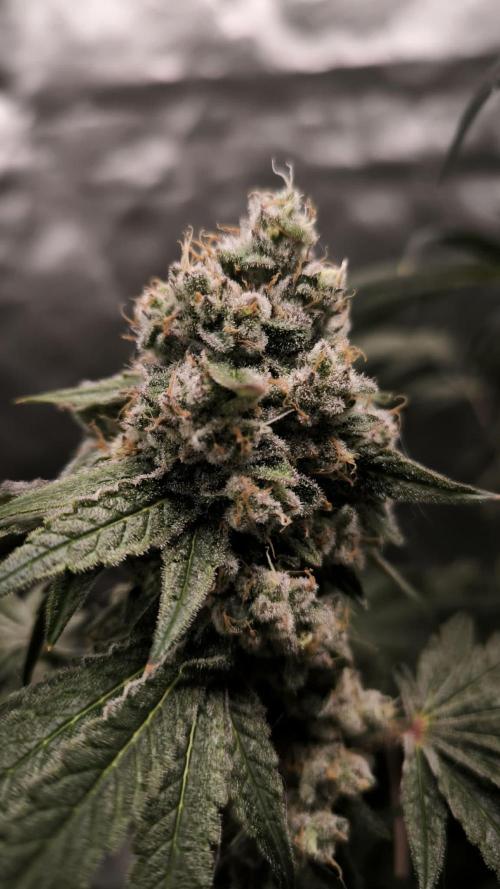 Havlik Growfamily. Week 9