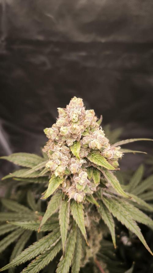 Havlik Growfamily. Week 9