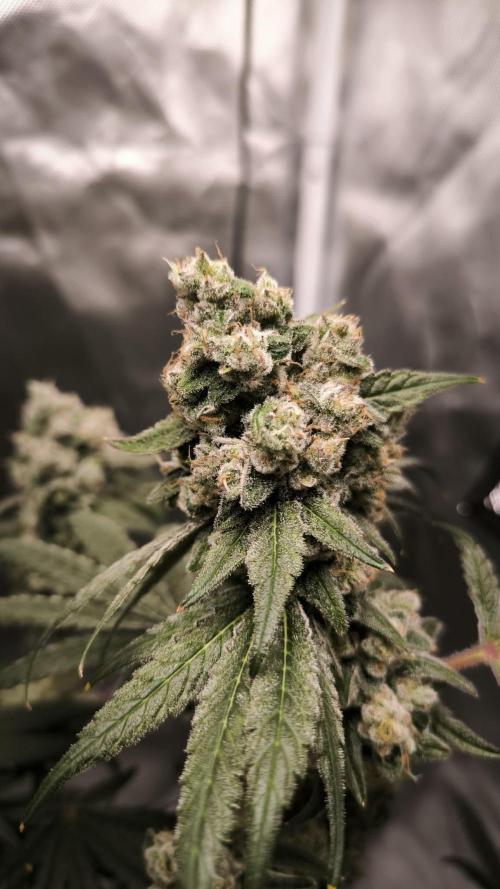 Havlik Growfamily. Week 9
