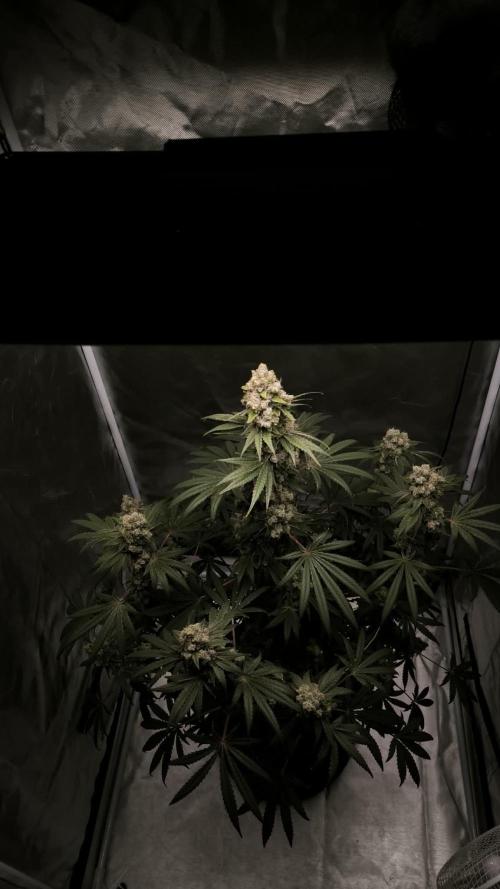 Havlik Growfamily. Week 9