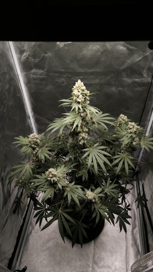 Havlik Growfamily. Week 9