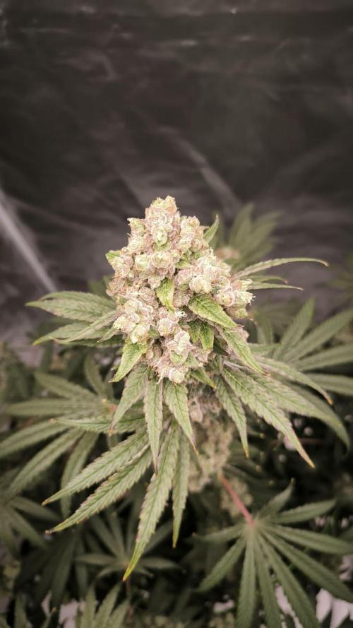 Kingston Punch. Week 9