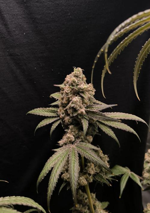 Havlik Growfamily. Week 10