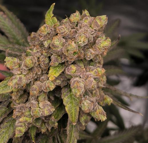 Havlik Growfamily. Week 10