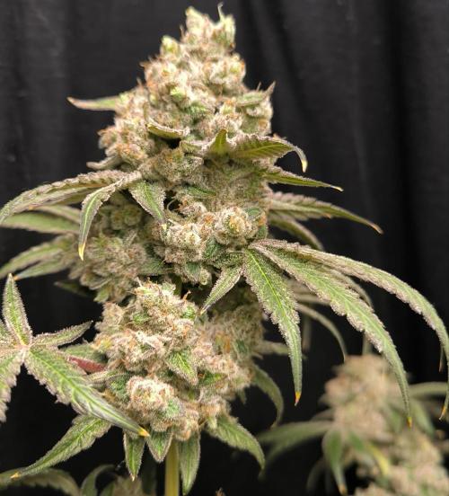 Havlik Growfamily. Week 10