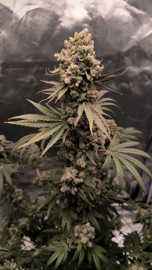 Havlik Growfamily. Week 10