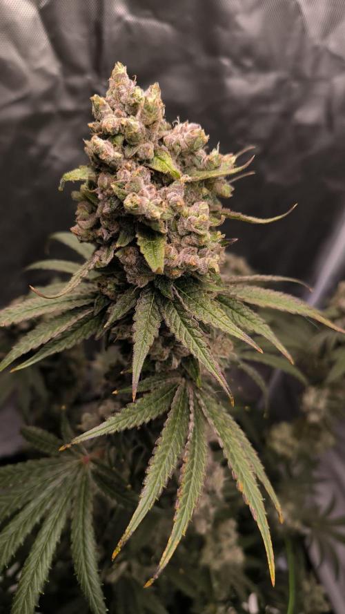 Havlik Growfamily. Week 10