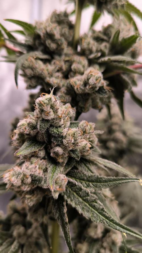 Havlik Growfamily. Week 10