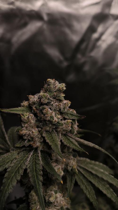Havlik Growfamily. Week 10