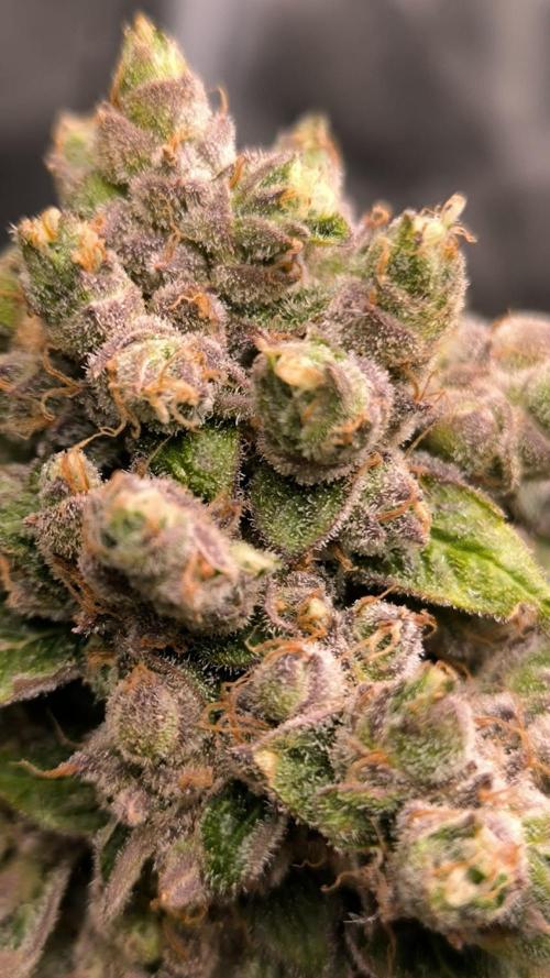 Havlik Growfamily. Week 10