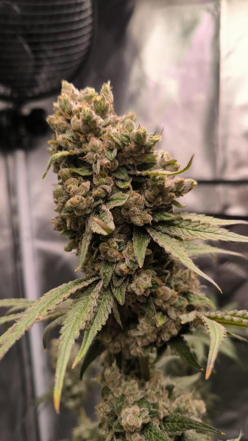 Havlik Growfamily. Week 10