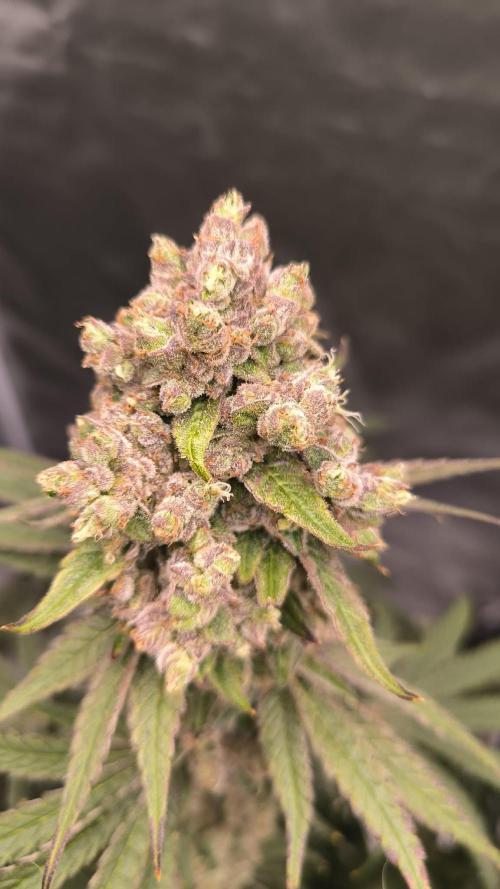 Havlik Growfamily. Week 10