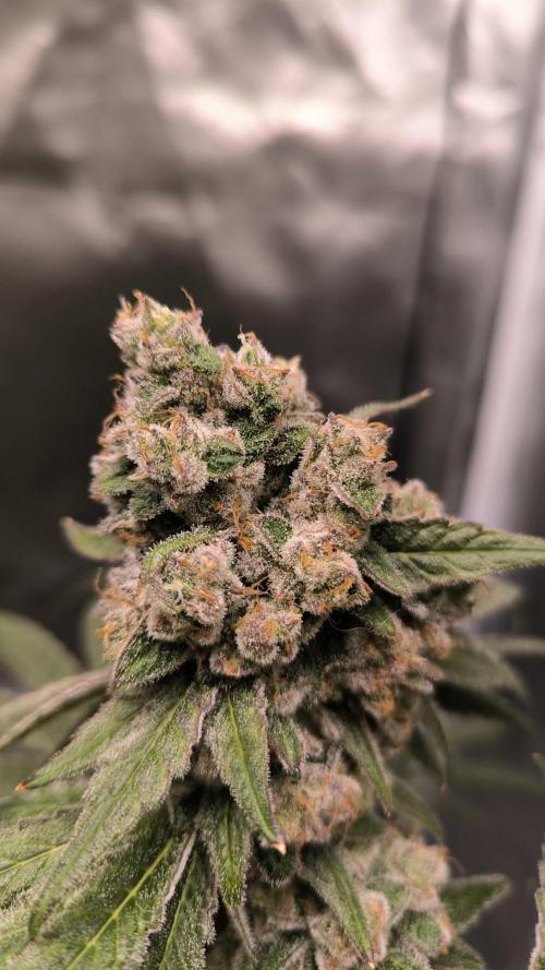 Havlik Growfamily. Week 10