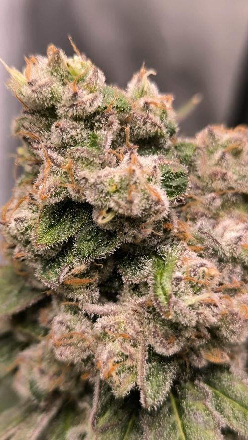 Havlik Growfamily. Week 10