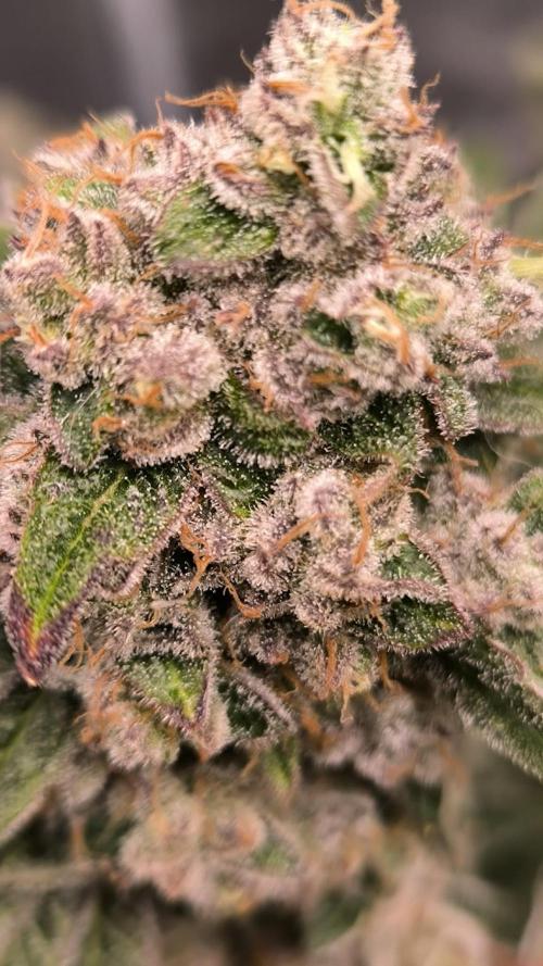 Havlik Growfamily. Week 10