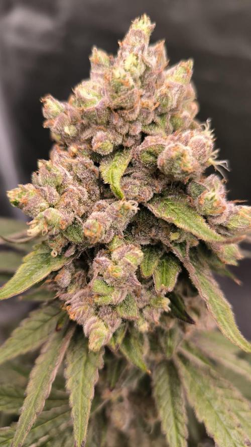 Havlik Growfamily. Week 10