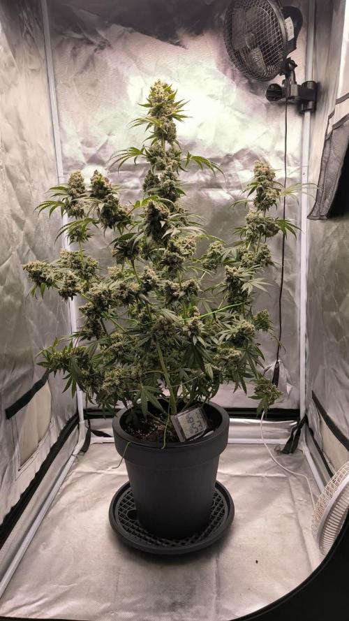 Havlik Growfamily. Week 10