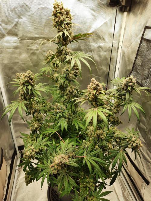 Havlik Growfamily. Week 10