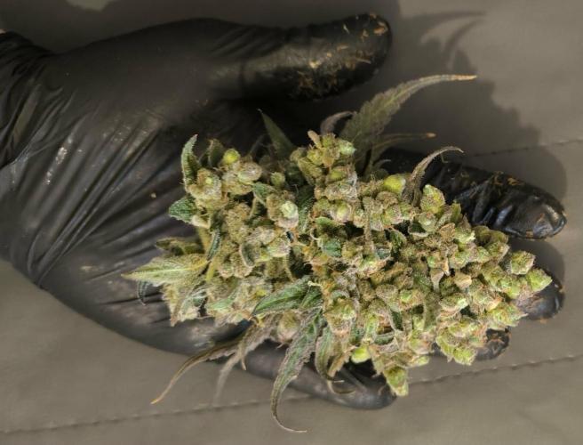 Havlik Growfamily. Week 10