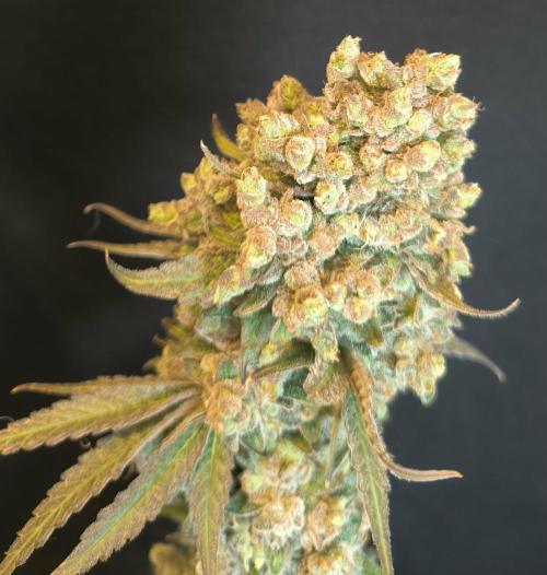 Havlik Growfamily. Week 10
