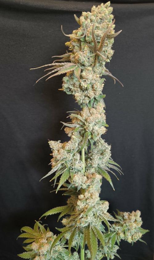 Havlik Growfamily. Week 10