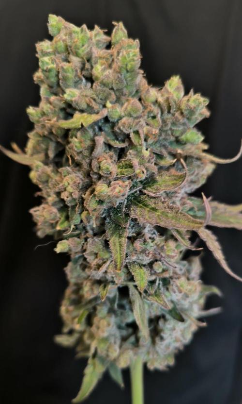 Havlik Growfamily. Week 10