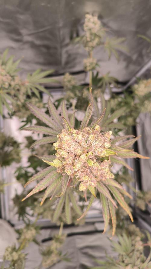 Havlik Growfamily. Week 10