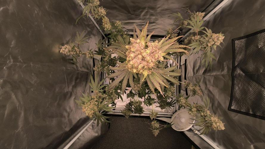 Havlik Growfamily. Week 10