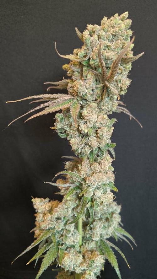 Havlik Growfamily. Week 10