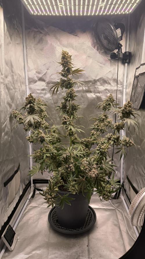 Havlik Growfamily. Week 10